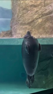 Расслабленная нерпа в Москвариуме