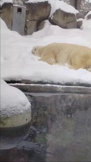 Медведь Терпей отдохнул после рабочей недели