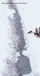 Косули устроили забег по заснеженным полям в Тюменской области