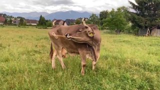 Австрийская корова научилась чесать себя щеткой