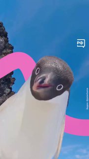 День осведомленности о пингвинах