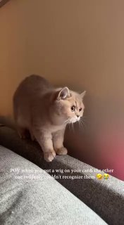 Коты плохо распознают сородичей