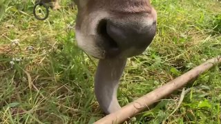 Корова-йог: Австрийская корова освоила массаж щеткой