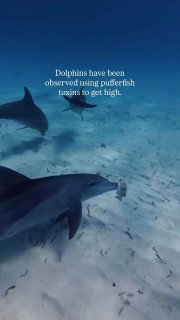 Дельфины употребляют яд фугу для получения удовольствия