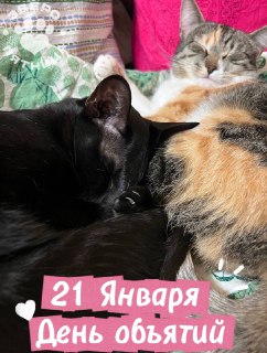 В Петербурге объявлен День ЗвероПятницы