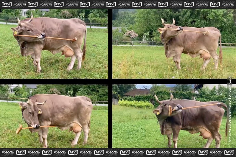 Корова научилась пользоваться шваброй