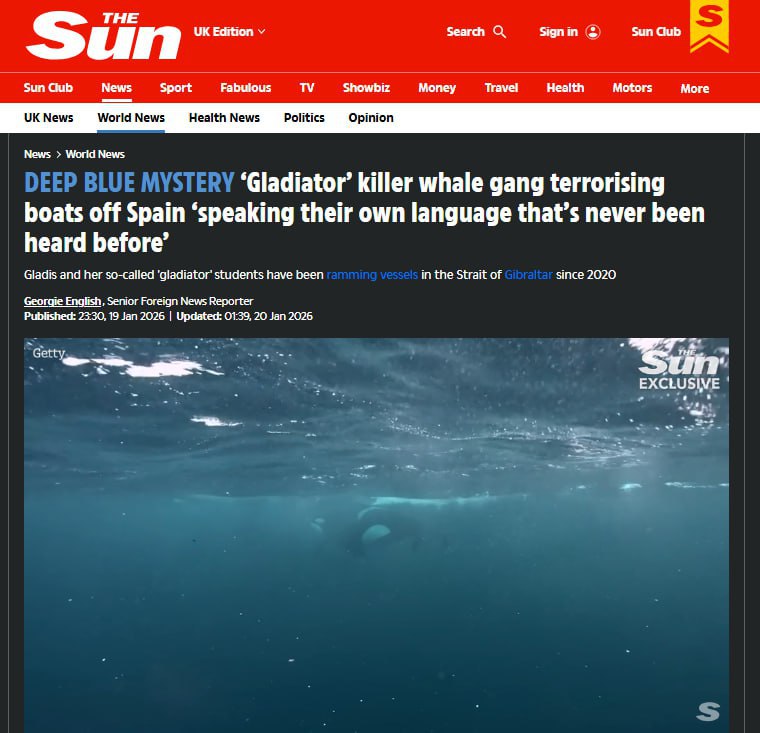 Ученые обнаружили уникальный язык у косаток у берегов Испании