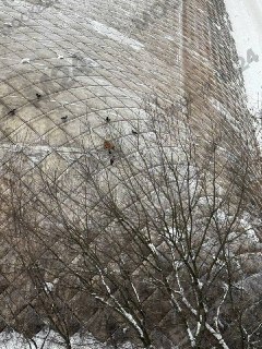 Лисичка застряла на крыше теннисного клуба в Москве