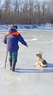 Косуля как корова: Объясняем.рф рассказал, почему животным трудно ходить по льду