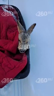 Иллюстрация 1