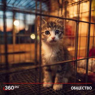 В России планируют конфисковывать животных у жестоких хозяев