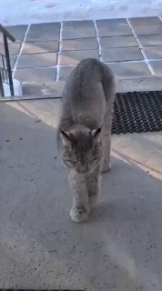 Рысь пыталась посетить кафе