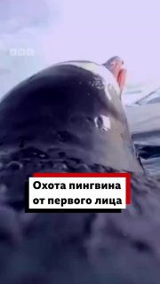 Пингвин охотится от первого лица