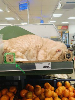 «Почти 5 килограмм его пушистости»: коты на развес появились в супермаркетах России