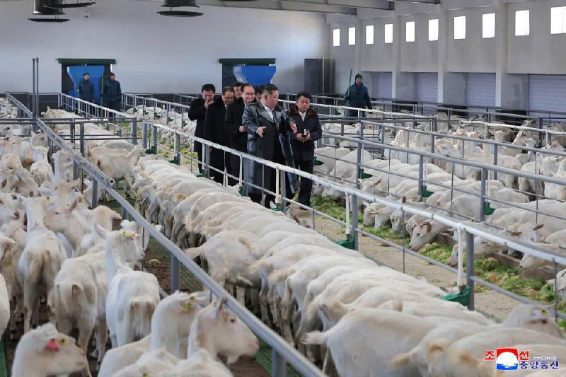 Ким Чен Ын посетил животноводческий комплекс в КНДР