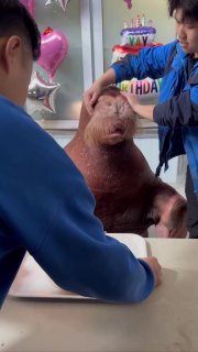 Морской лев отпраздновал день рождения