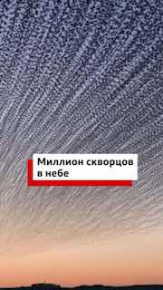 Миллион скворцов в небе над Йоркширом