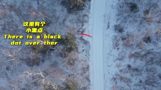 Дрон заснял амурского тигра в Китае