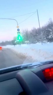 Лоси гуляют по Подмосковью