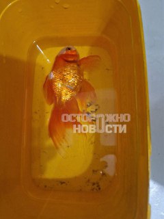 Воронеж: тысячи людей остались без тепла и света из-за изношенного кабеля