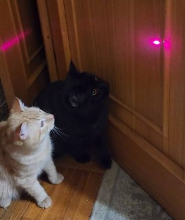 Игра с лазерной указкой опасна для кошек