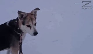 Немецкий активист высмеял опасения по поводу нападения России