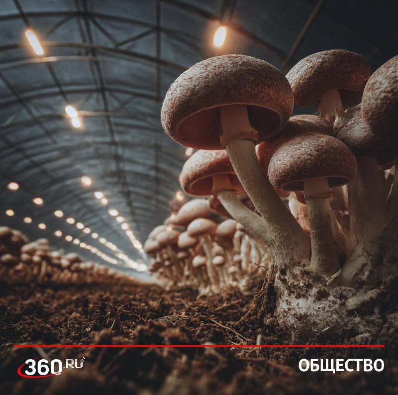 Россияне закладывают заводы, фермы и космические объекты ради кредитов