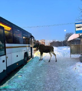 В Подмосковье участились встречи с лосями: как вести себя, чтобы не навредить себе и животным