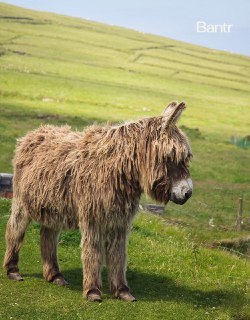 Иллюстрация 1