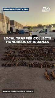 Во Флориде и в России массово падают игуаны из-за холода