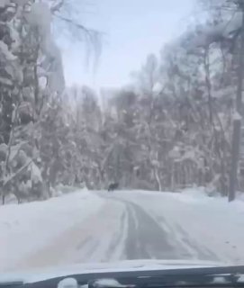 В Подмосковье лоси выходят на дороги из-за морозов