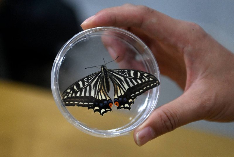 Китайские ученые вывели бабочку в космосе