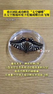 Бабочка вылупилась в космосе: важный шаг для будущих космических станций