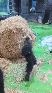 Горилле Квито исполнилось год