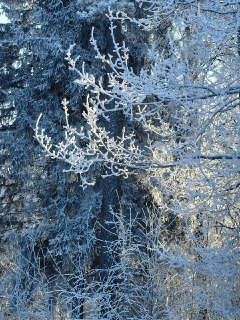 Как провести зимний день: наслаждаемся солнцем в парках