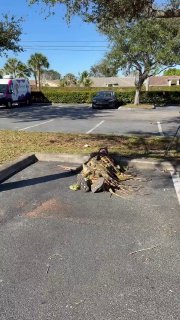 Во Флориде жители собирают тысячи игуан, впавших в анабиоз из-за холода