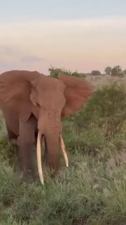 Слон атаковал машину сафари с туристами в Танзании