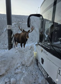 В Москве лось пытался сесть в автобус без билета