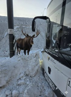 В Монино лося не пустили в автобус