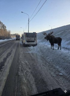 В Подмосковье лось вышел к людям