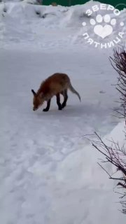 Лиса у детского сада в Петербурге не больна бешенством, но может быть заражена стригущим лишаем