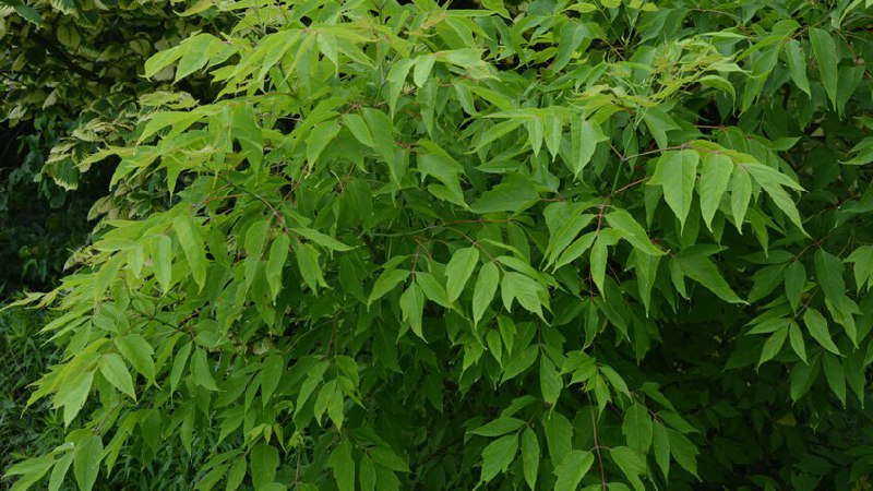 Штрафы за американский клён