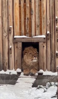 Ульяновский лев Цезарь любуется зимой