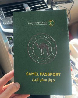 Саудовская Аравия выдает паспорта верблюдам