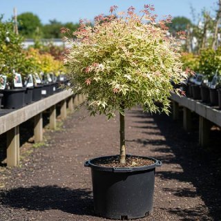 Рослесхоз составил список инвазивных растений, подлежащих уничтожению