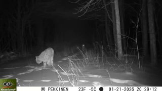 В Питкяранте сфотографировали семью рысей