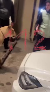 Лев напал на парня в Махачкале