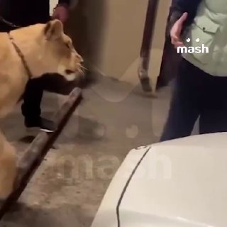 В Махачкале два льва подрались в магазине