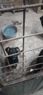 В Калининграде собаки содержатся в ужасных условиях в центре для безнадзорных животных