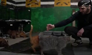 Ветеран СВО открыл приют для животных